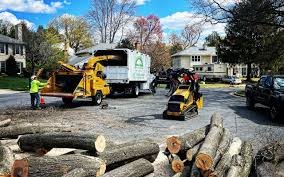 How Our Tree Care Process Works  in  Arlington Heights, WA