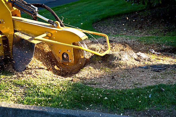 Trusted Arlington Heights, WA  Tree Services Experts