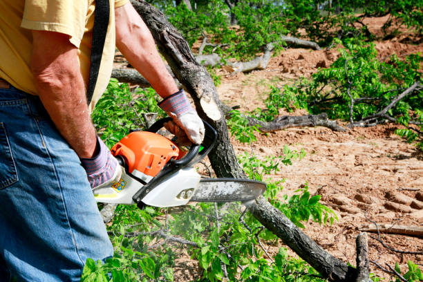 Seasonal Cleanup (Spring/Fall) in Arlington Heights, WA